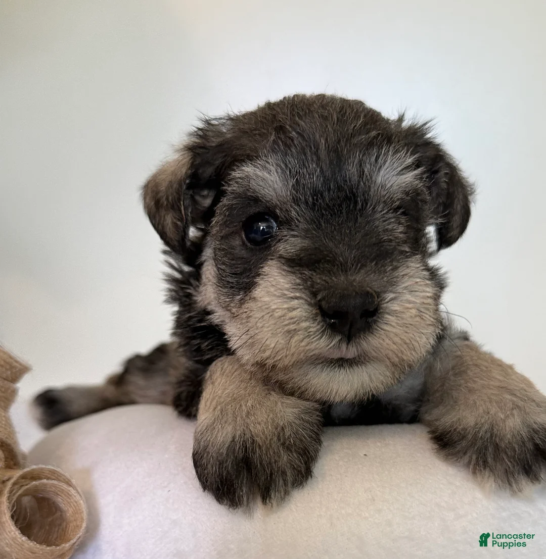 Miniature Schnauzer dogs for sale: Jewel Miniature Schnauzer  - Ad 1