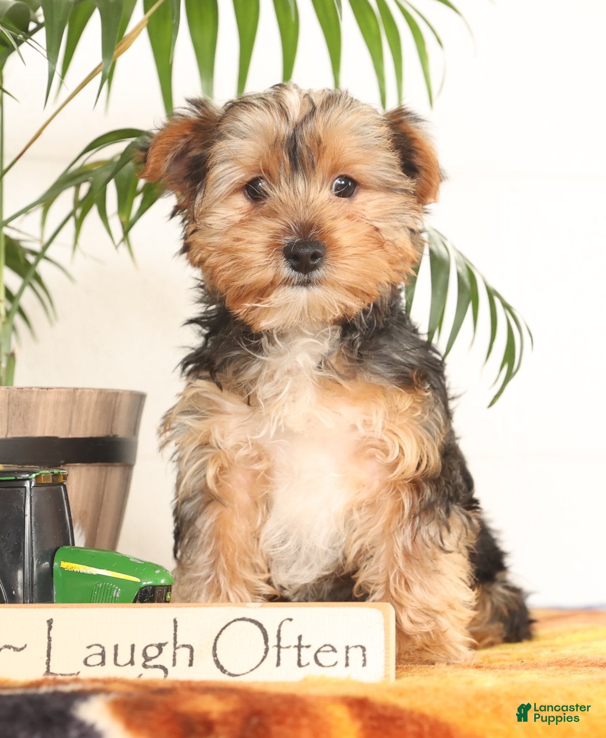 Yorkshire Terrier dogs Kato - Ad 2