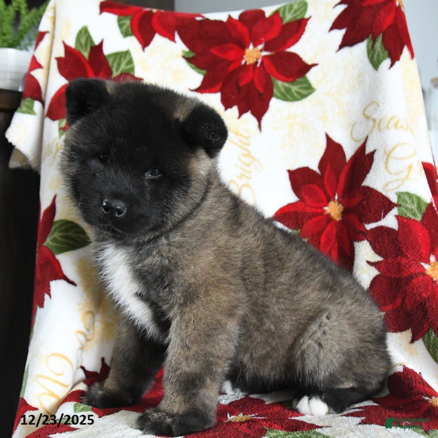 Akita dogs Nova - Ad 2
