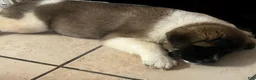 Akita dogs for sale: Happy - Ad 4