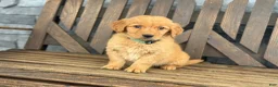 Golden Retriever dogs for sale: Lucky - Ad 2