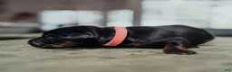 Doberman Pinscher dogs for sale: Obsidian Wildfire’s Pyre - Ad 2
