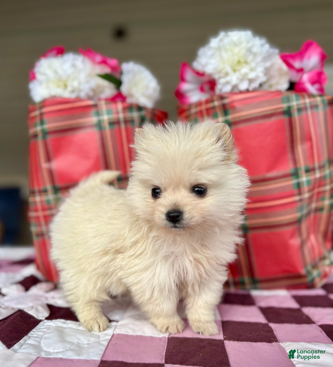 Pomeranian dogs for sale: Nicholas - Ad 1