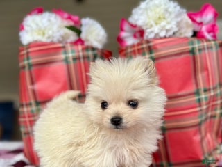 Pomeranian dogs Nicholas - Ad 21