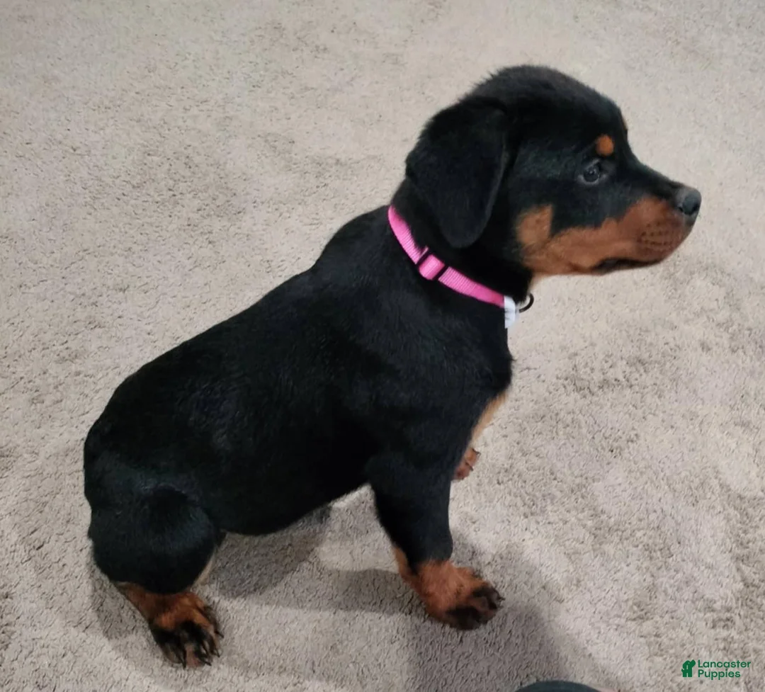 Rottweiler dogs for sale: Dragon - Ad 5