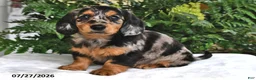 Miniature Dachshund dogs for sale: Dixie - Ad 4