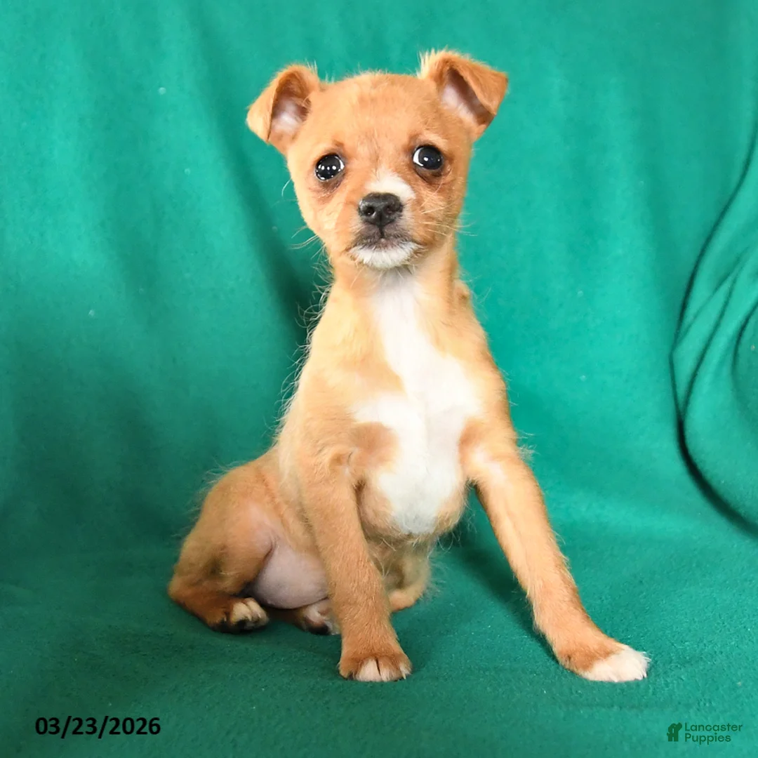 Mixed Breed dogs for sale: Tina - Ad 3