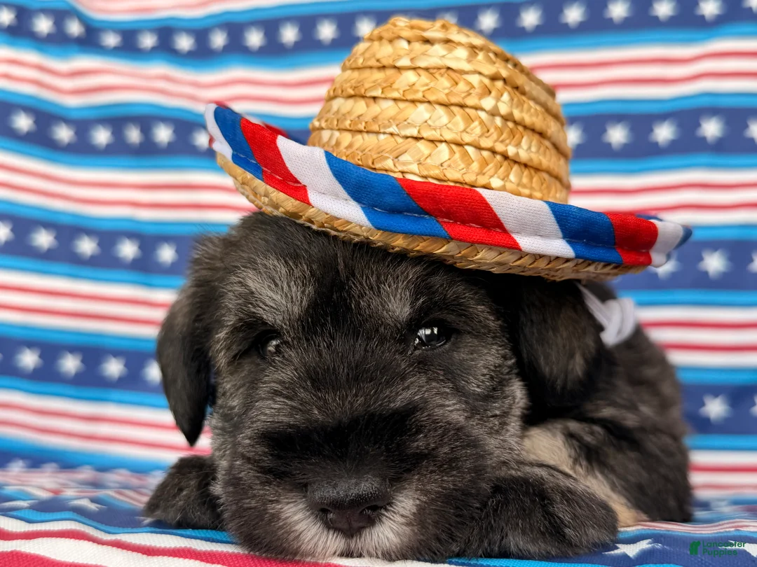Miniature Schnauzer dogs for sale: Kenneth Miniature Schnauzer  - Ad 7