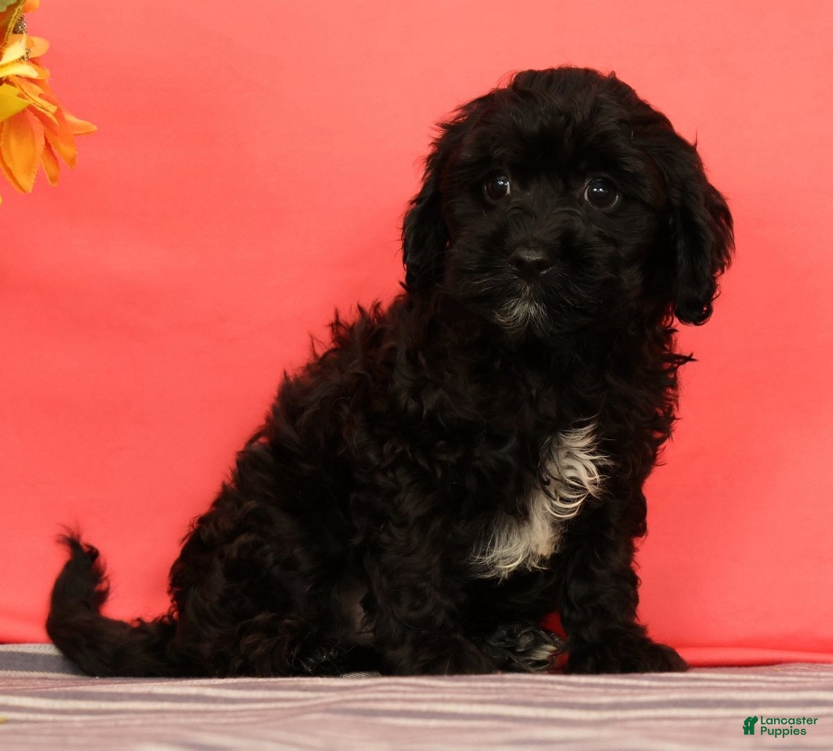Cavapoo dogs Valentine - Ad 1