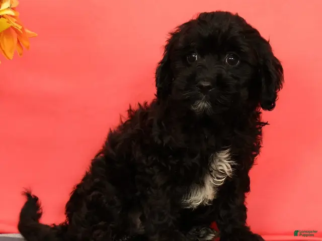 Cavapoo dogs for sale: Valentine - Ad 1