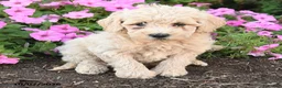 Mini Goldendoodle dogs for sale: Porter - Ad 4