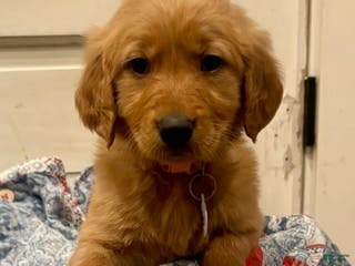 Golden Retriever dogs Finley - Ad 6