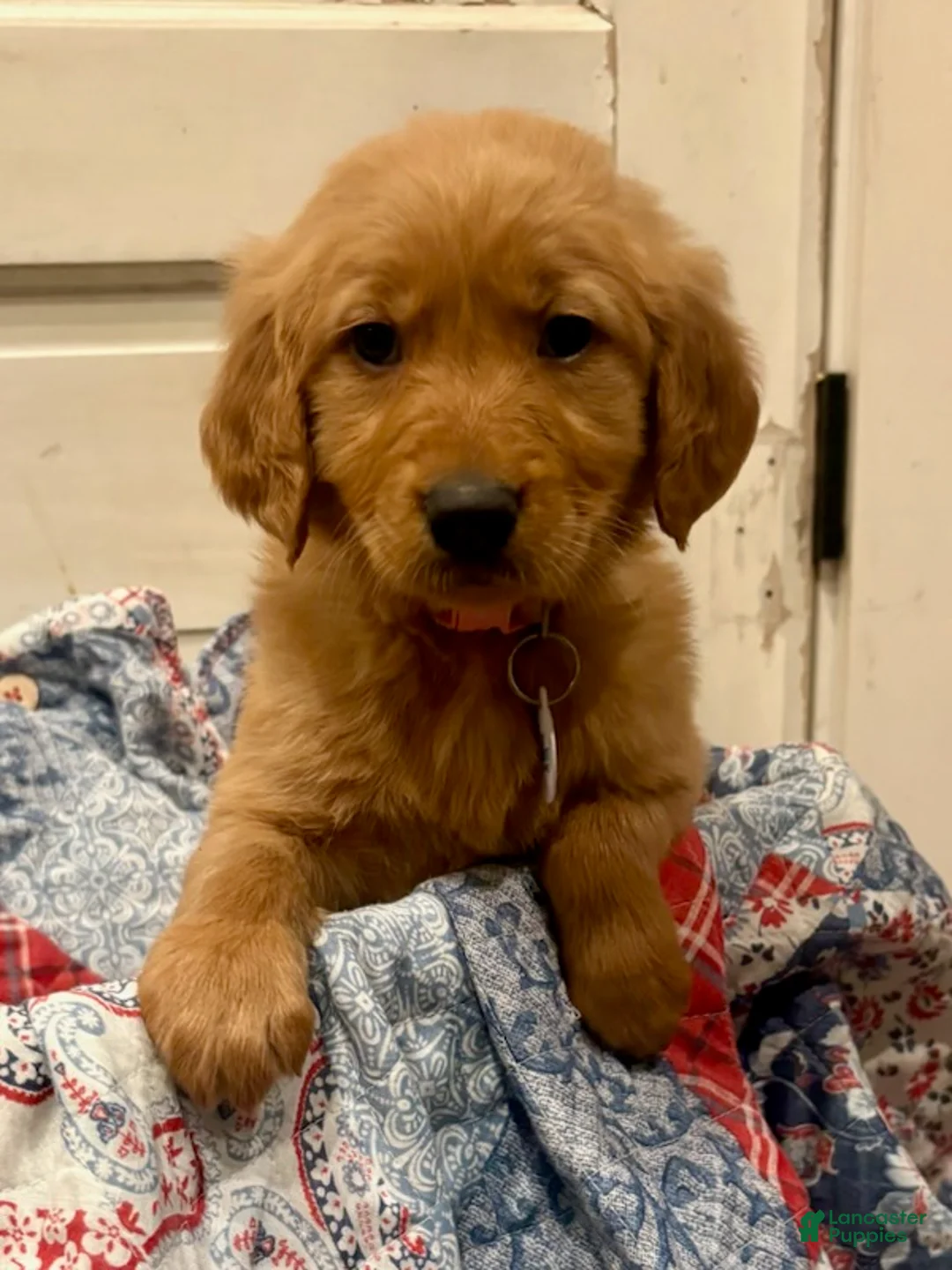 Golden Retriever dogs for sale: Finley - Ad 1