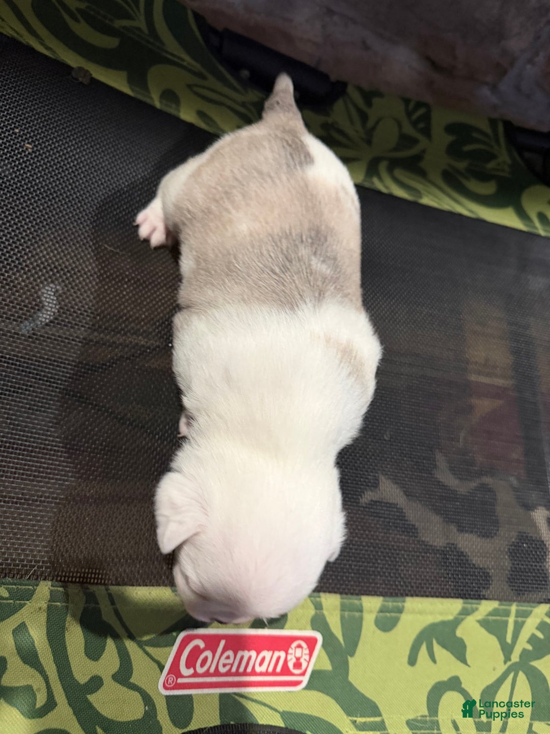 Pug dogs for sale: Reggie  - Ad 2