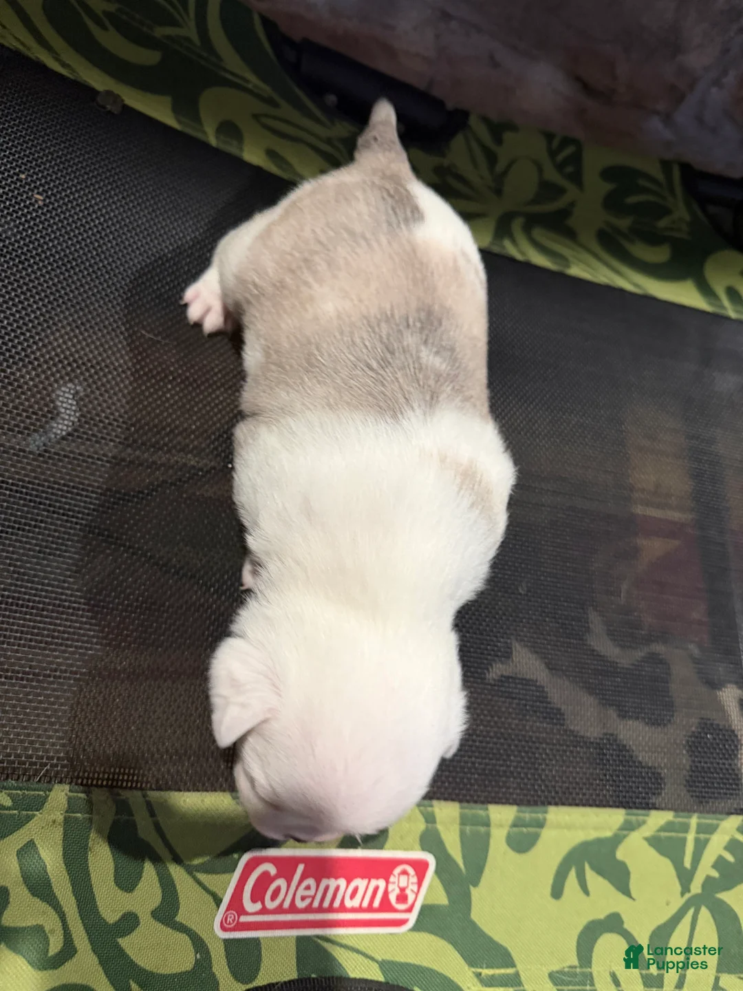 Pug dogs for sale: Reggie  - Ad 5