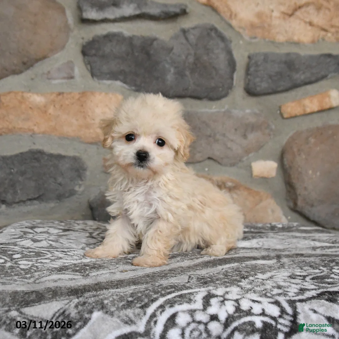 Maltipoo dogs for sale: Angel - Ad 1