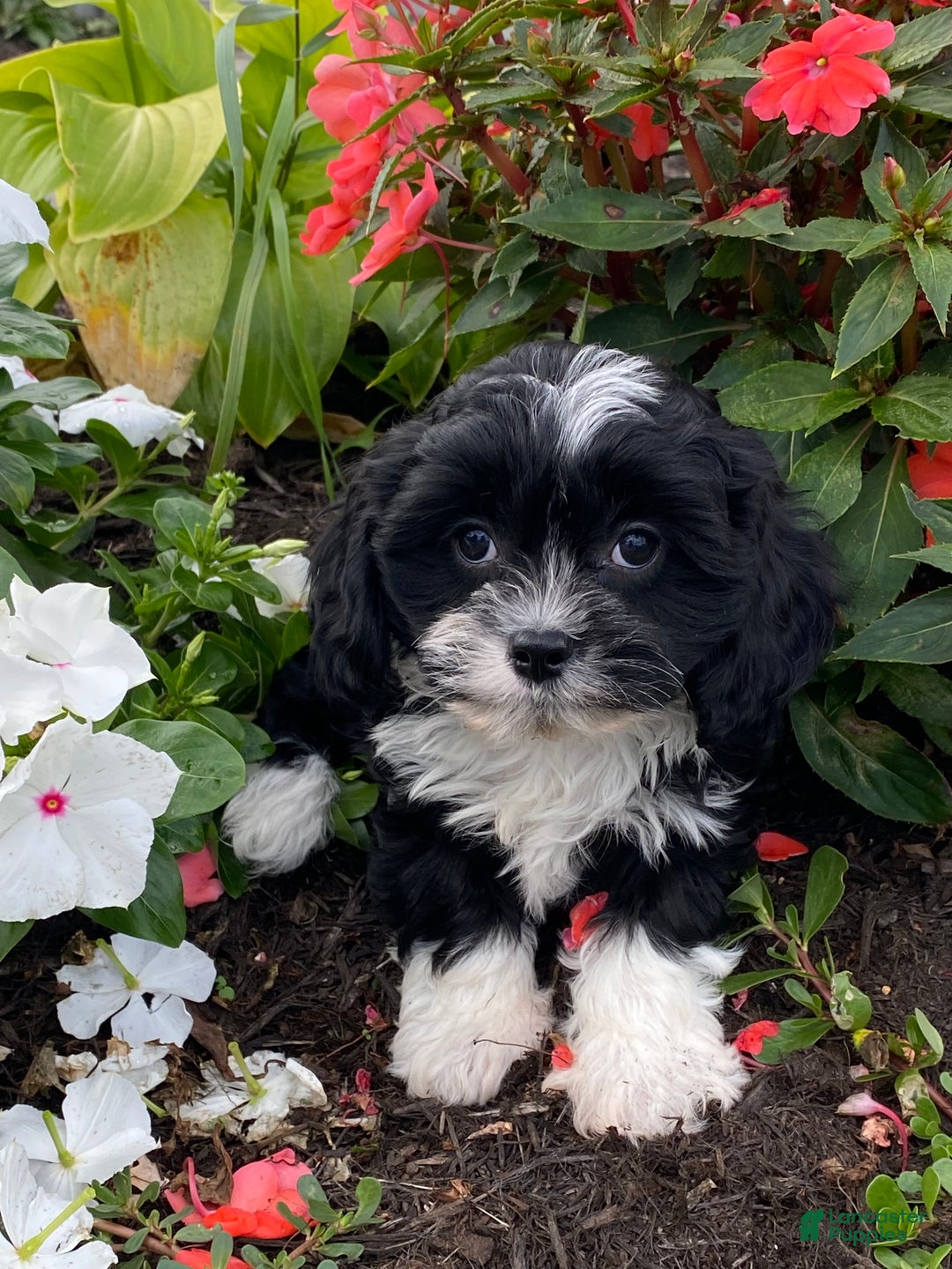 Mixed Breed dogs for sale: Lenny  - Ad 3