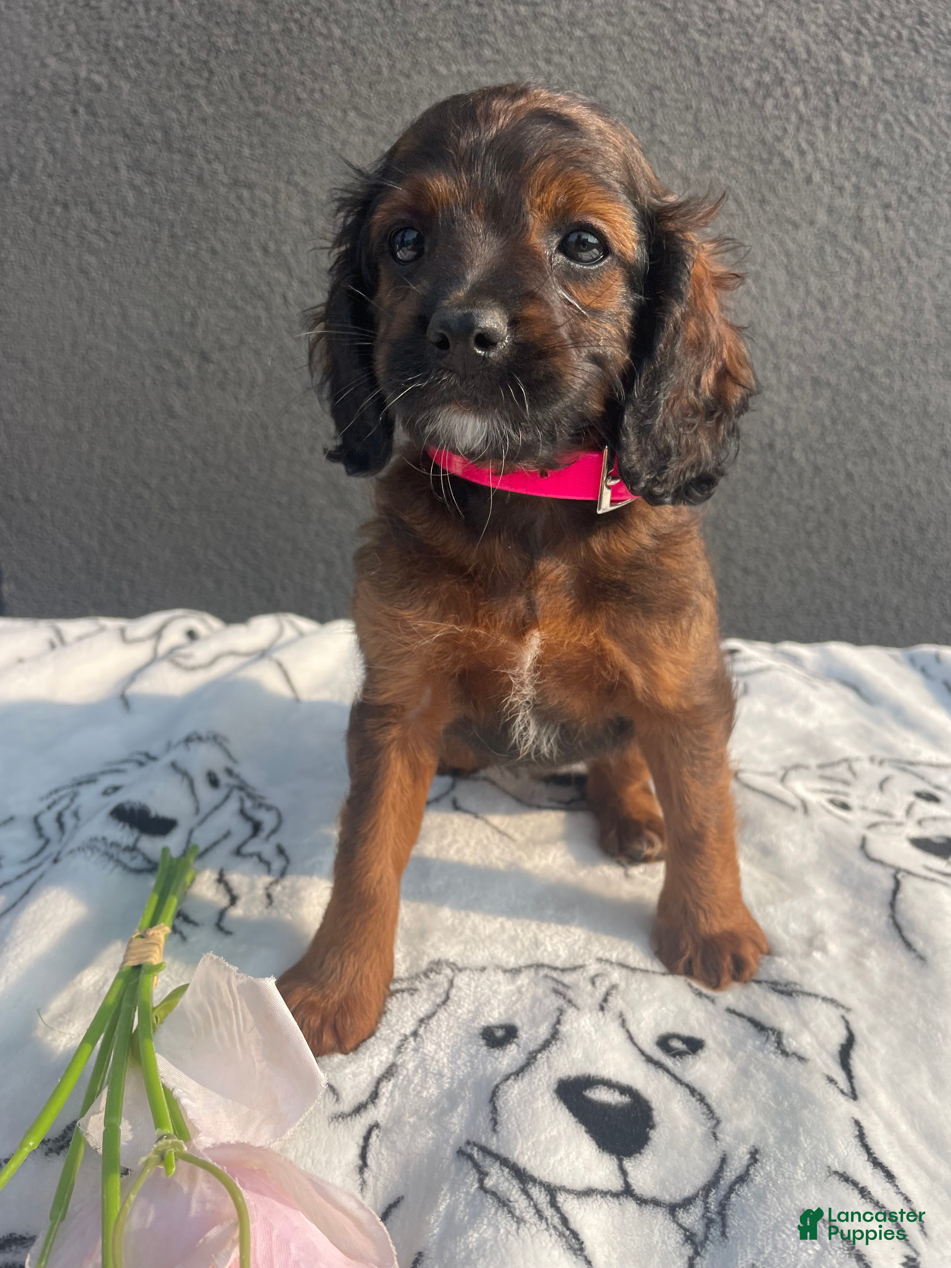 Mixed Breed dogs Cookie - Ad 41
