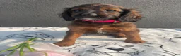 Mixed Breed dogs for sale: Cookie - Ad 1