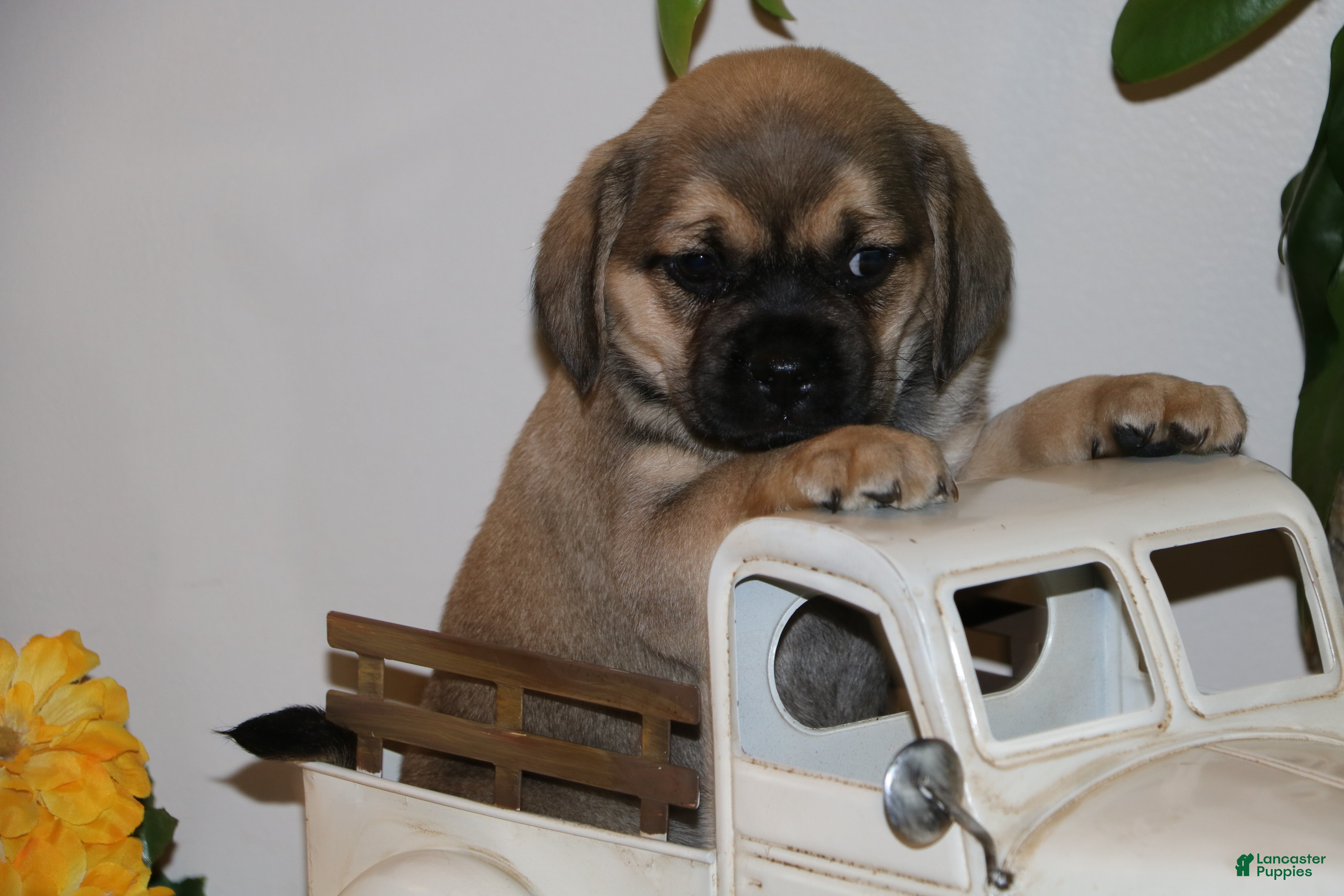Puggle dogs Carson - Ad 8