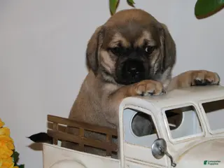 Puggle dogs Carson - Ad 9