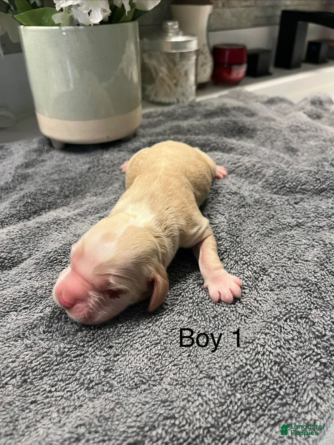 Cocker Spaniel dogs for sale: Cocker Spaniel Puppy 1 - Ad 2