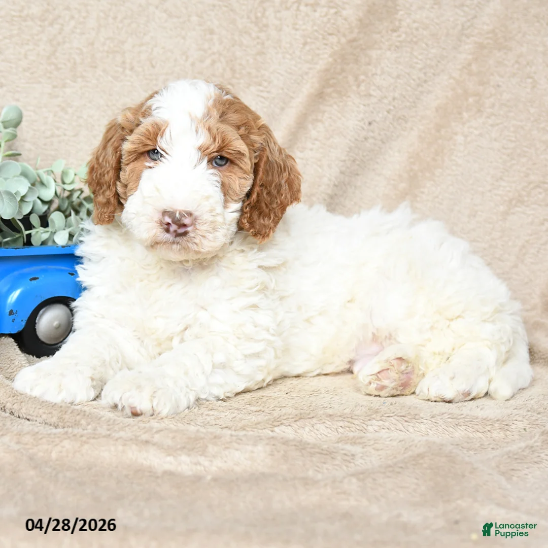 Goldendoodle dogs for sale: Nutter Butter - Ad 2