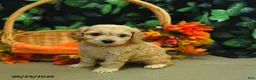 Cockapoo dogs for sale: Stormy  - Ad 4
