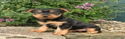 Yorkshire Terrier dogs for sale: Cisco - Ad 5