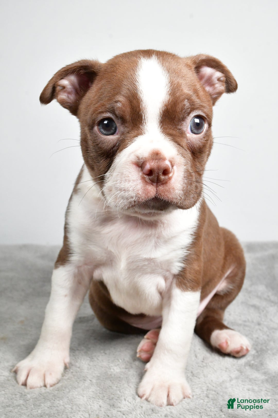 Boston Terrier dogs for sale: Jance - Ad 2