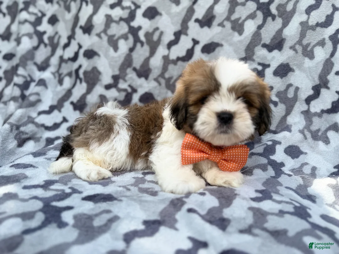 Lhasa Apso dogs for sale: Gannon - Ad 2