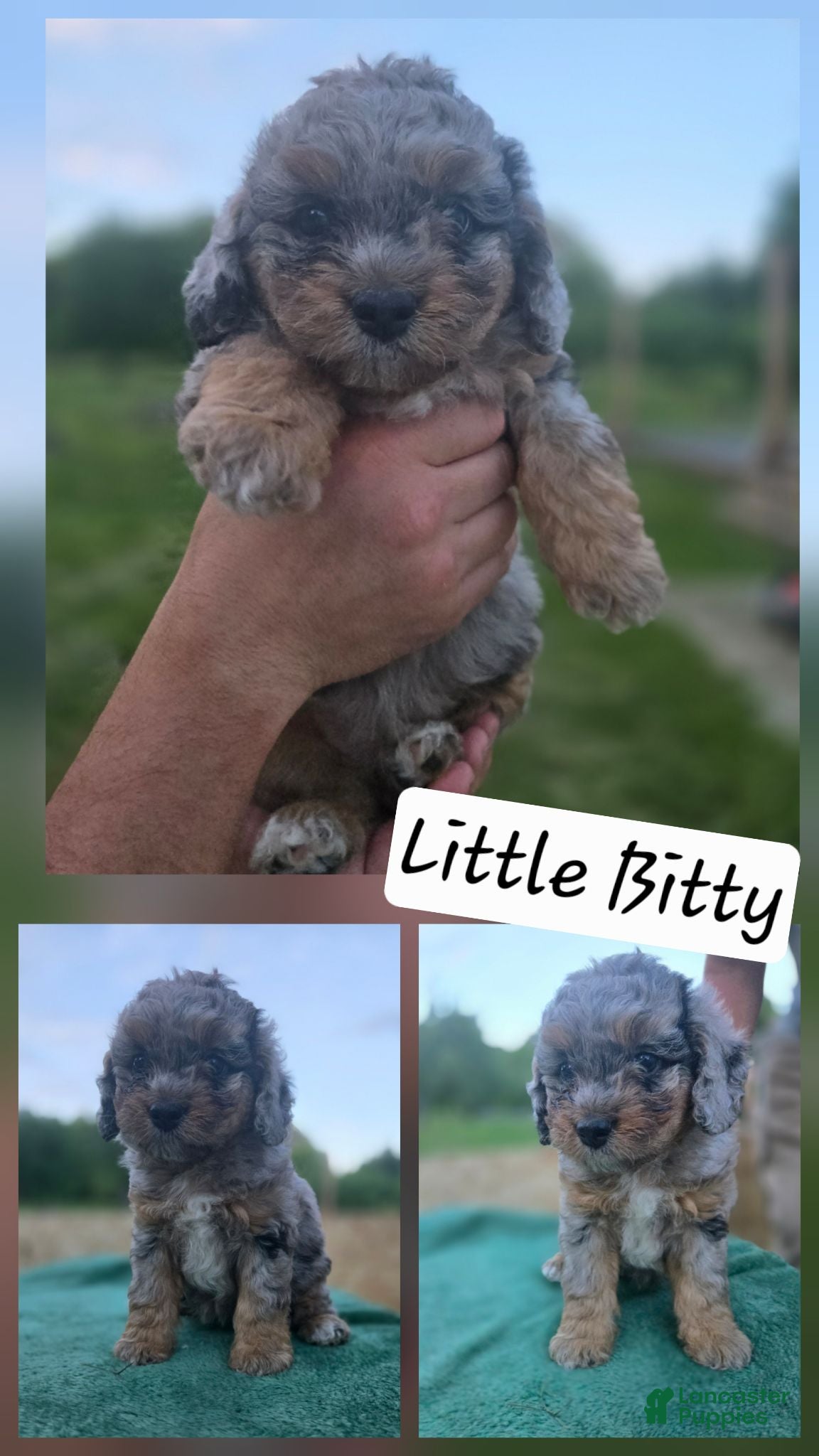 Mini Aussiedoodle dogs Little Bitty - Ad 19