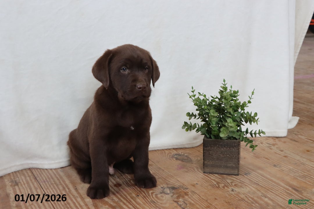 Labrador Retriever dogs for sale: Fudge - Ad 7