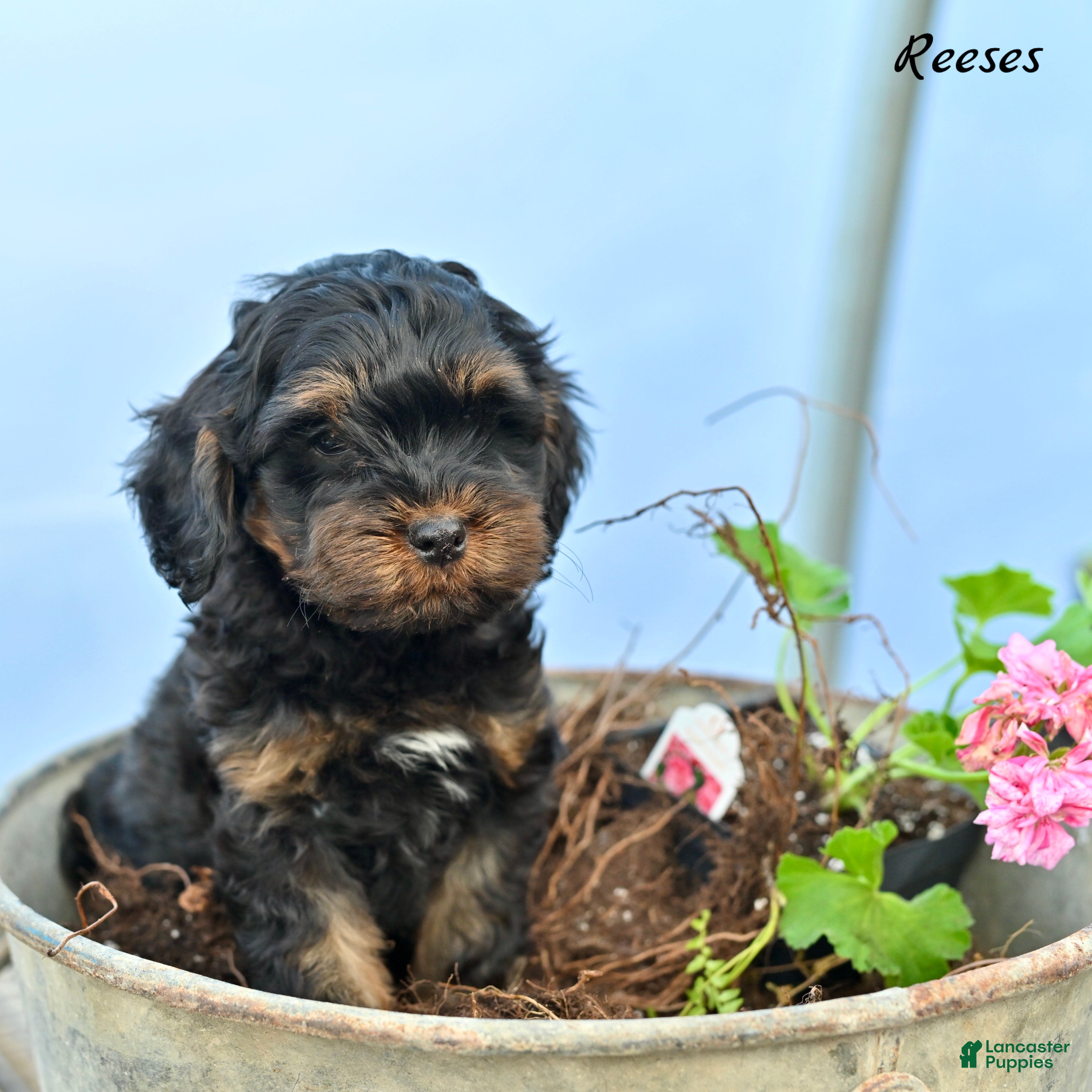 Cockapoo dogs Reeses - Ad 2