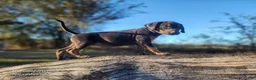 Catahoula Leopard Dog dogs for sale: Tracy II 2025 Female 1 - Ad 2