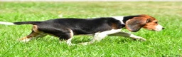 Beagle dogs for sale: Bo - Ad 8