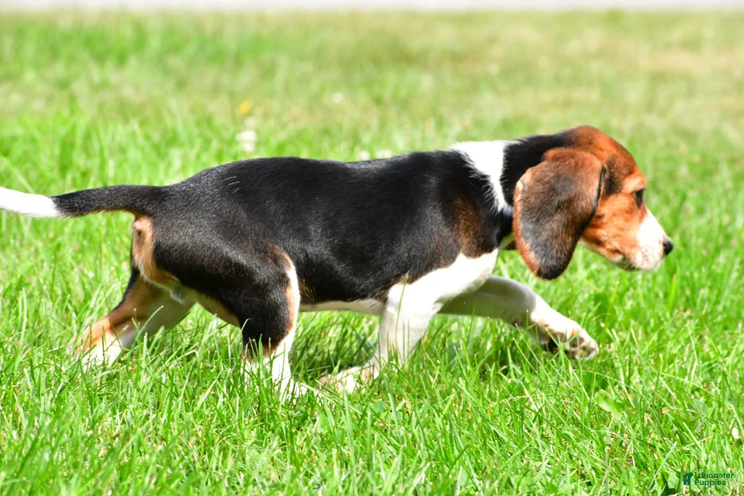Beagle dogs for sale: Bo - Ad 8