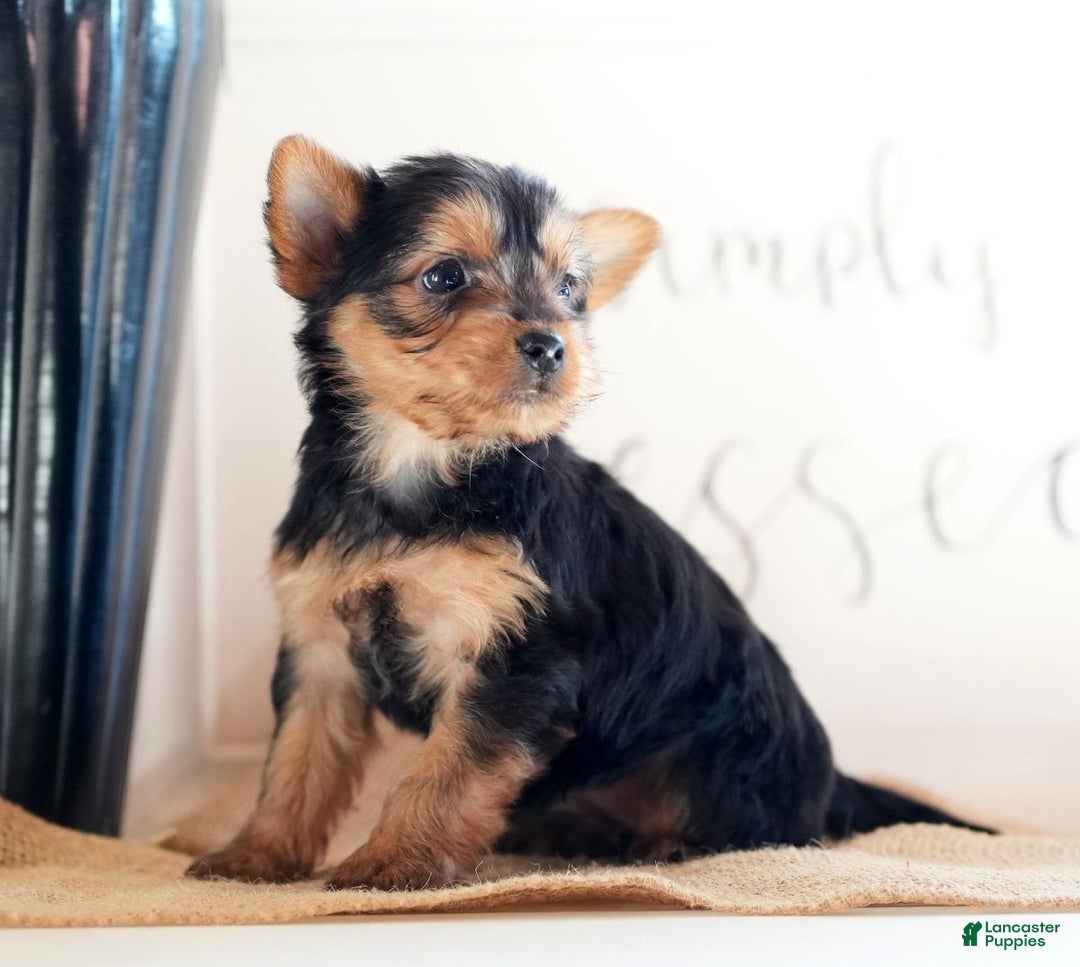 Morkie dogs for sale: Paisley - Ad 7