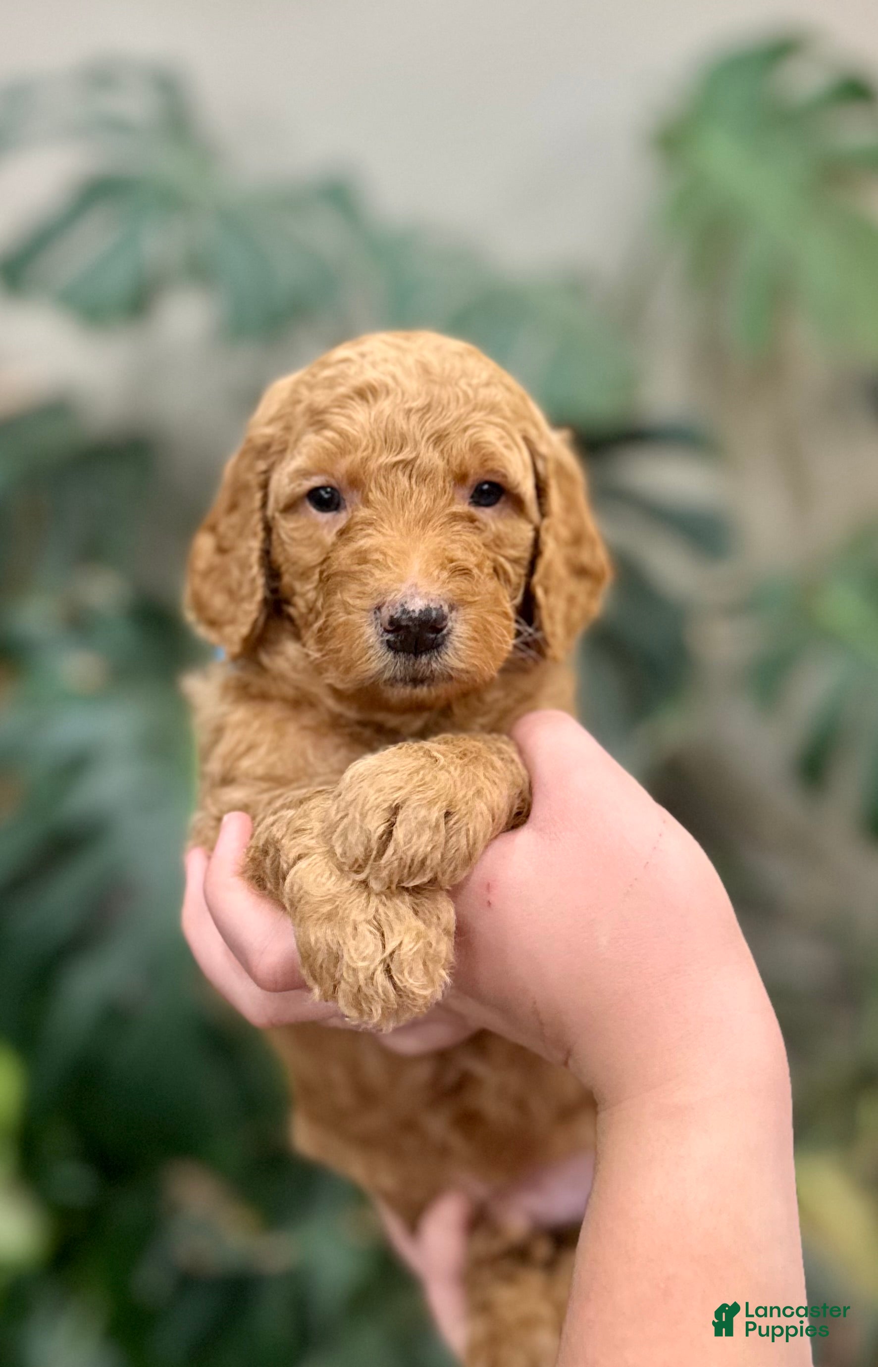 Goldendoodle dogs Lester  - Ad 2