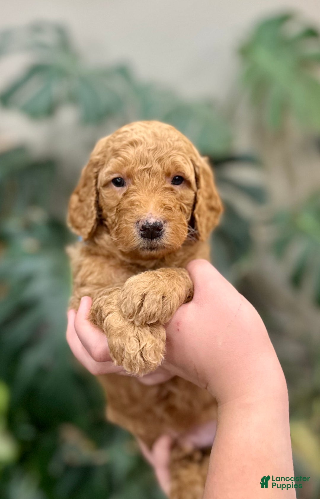 Goldendoodle dogs for sale: Lester  - Ad 1