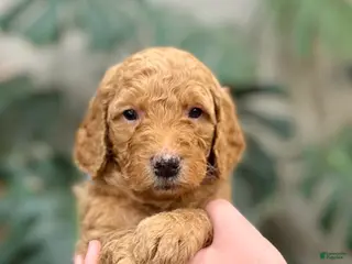 Goldendoodle dogs Lester - Ad 18