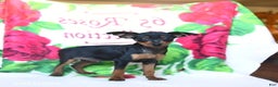 Miniature Pinscher dogs for sale: Duncan - Ad 1