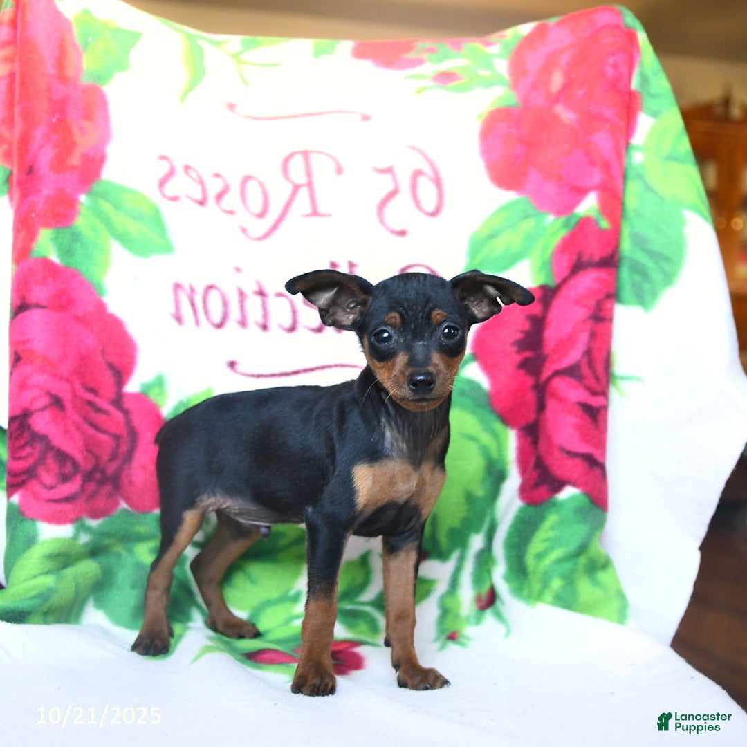 Miniature Pinscher dogs for sale: Duncan - Ad 1
