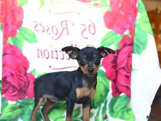 Miniature Pinscher dogs Duncan - Ad 27