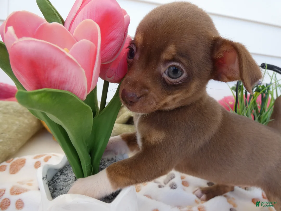 Chihuahua dogs for sale: Chihuahua Puppy 6 Sabrina - Ad 2