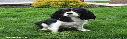 Cavalier King Charles Spaniel dogs for sale: Sophie - Ad 4