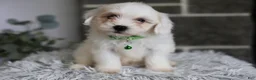 Maltipoo dogs for sale: Frankie - Ad 5