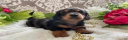 Miniature Dachshund dogs for sale: Kade - Ad 8
