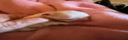 Maltese dogs for sale: Nyla the Korean Maltese - Ad 5
