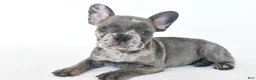 French Bulldog dogs for sale: Bennett - Ad 3